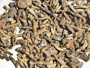 Teacher Sampler - Bulk Fossils - Fossil Coral - 10 Specimens